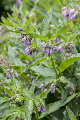 Kulsukker Symphytum officinale 5-10 potte P9 Symphytum officinale