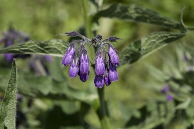 Kulsukker Symphytum officinale 5-10 potte P9 Symphytum officinale