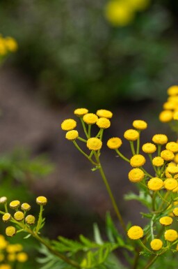 Rejnfan Tanacetum vulgare 5-10 potte P9 Tanacetum vulgare