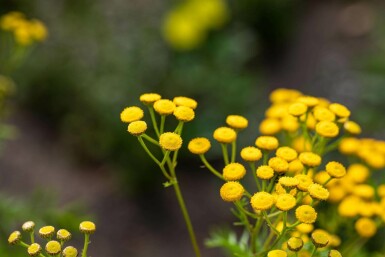 Rejnfan Tanacetum vulgare 5-10 potte P9 Tanacetum vulgare