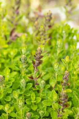 Kortlæbe Teucrium chamaedrys 5-10 potte P9 Teucrium chamaedrys