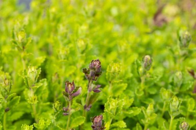Kortlæbe Teucrium chamaedrys 5-10 potte P9 Teucrium chamaedrys