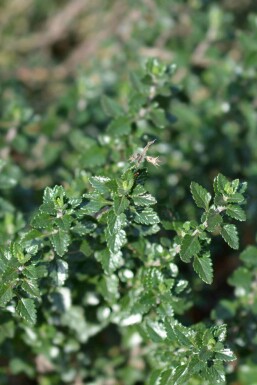 Germander Teucrium lucidrys 5-10 potte P9 Teucrium lucidrys
