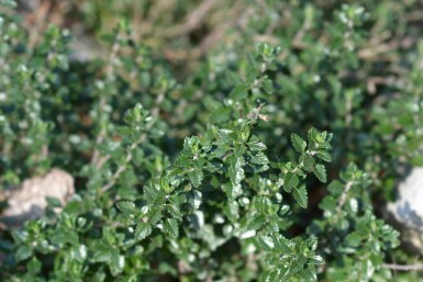 Germander Teucrium lucidrys 5-10 potte P9 Teucrium lucidrys