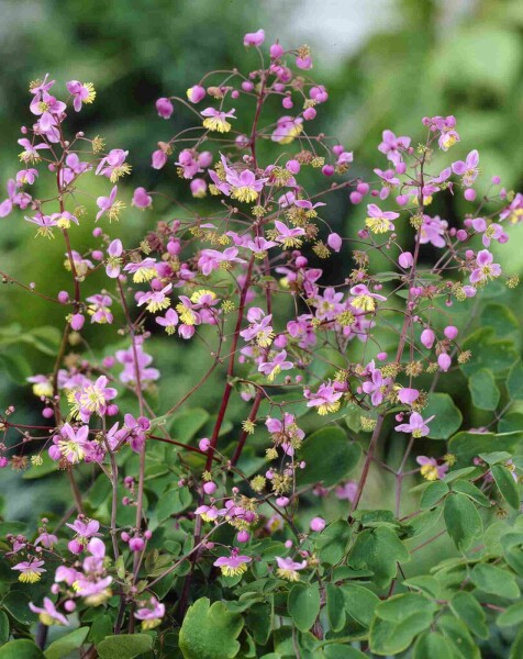 Frøstjerne Thalictrum rochebrunianum 5-10 potte P9 Thalictrum rochebrunianum