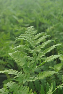 Svampet fjerbregne Thelypteris palustris 5-10 potte P9 Thelypteris palustris