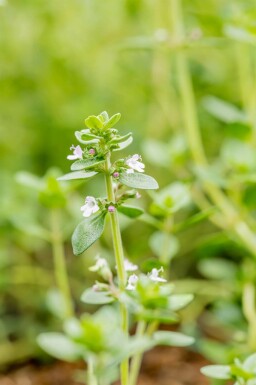 Citrontimian Thymus citriodorus 5-10 potte P9 Thymus citriodorus