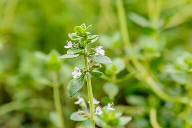 Citrontimian Thymus citriodorus 5-10 potte P9 Thymus citriodorus