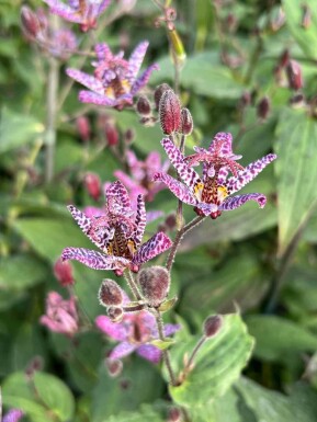 Tudselilje Tricyrtis formosana 5-10 potte P9 Tricyrtis formosana