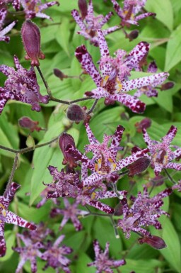 Japansk tudselilje Tricyrtis hirta 5-10 potte P9 Tricyrtis hirta