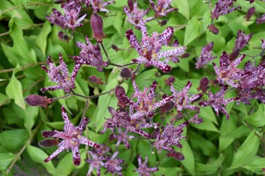 Japansk tudselilje Tricyrtis hirta 5-10 potte P9 Tricyrtis hirta