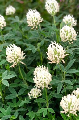 Trifolium Trifolium ochroleucon 5-10 potte P9 Trifolium ochroleucon