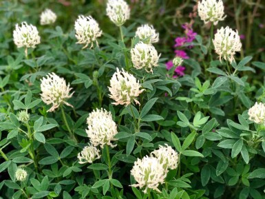 Trifolium Trifolium ochroleucon 5-10 potte P9 Trifolium ochroleucon