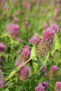 Rød kløver Trifolium rubens 5-10 potte P9 Trifolium rubens