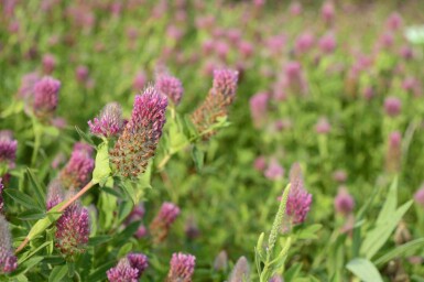 Rød kløver Trifolium rubens 5-10 potte P9 Trifolium rubens