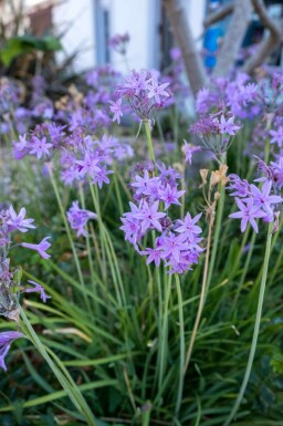 Duftløg Tulbaghia violacea 5-10 potte P9 Tulbaghia violacea