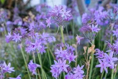 Duftløg Tulbaghia violacea 5-10 potte P9 Tulbaghia violacea