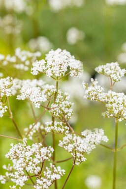 Baldrian Valeriana officinalis 5-10 potte P9 Valeriana officinalis