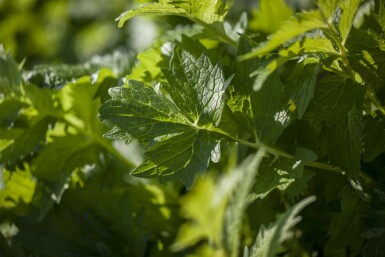 Baldrian Valeriana officinalis 5-10 potte P9 Valeriana officinalis