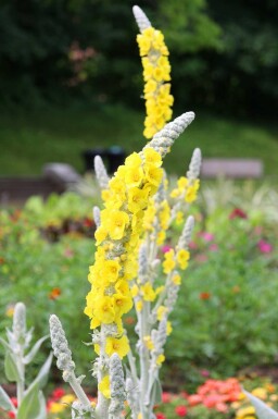 Uldbladet mullein Verbascum bombyciferum 5-10 potte P9 Verbascum bombyciferum