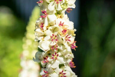 Kongelys Verbascum chaixii 'Album' 5-10 potte P9 Verbascum chaixii 'Album'