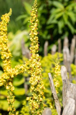 Kongelys Verbascum densiflorum 5-10 potte P9 Verbascum densiflorum