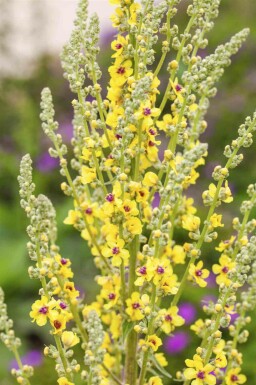 Mørk kongelys Verbascum nigrum 5-10 potte P9 Verbascum nigrum