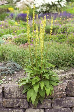 Mørk kongelys Verbascum nigrum 5-10 potte P9 Verbascum nigrum