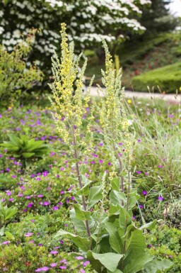 Olympisk kongelys Verbascum olympicum 5-10 potte P9 Verbascum olympicum
