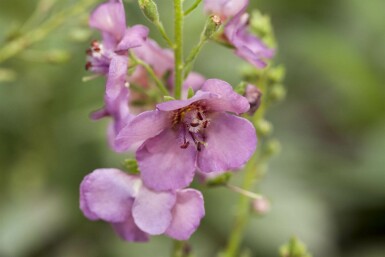 Mørk kongelys Verbascum phoeniceum 5-10 potte P9 Verbascum phoeniceum