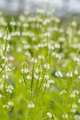 Spydverbena Verbena hastata 'Alba' 5-10 potte P9 Verbena hastata 'Alba'