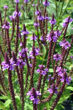 Blå jernurt Verbena hastata 5-10 potte P9 Verbena hastata