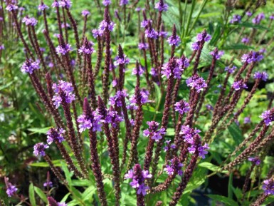 Blå jernurt Verbena hastata 5-10 potte P9 Verbena hastata