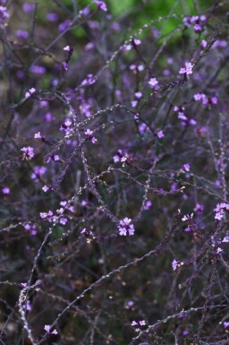 Jernurt Verbena officinalis 'Bampton' 5-10 potte P9 Verbena officinalis 'Bampton'
