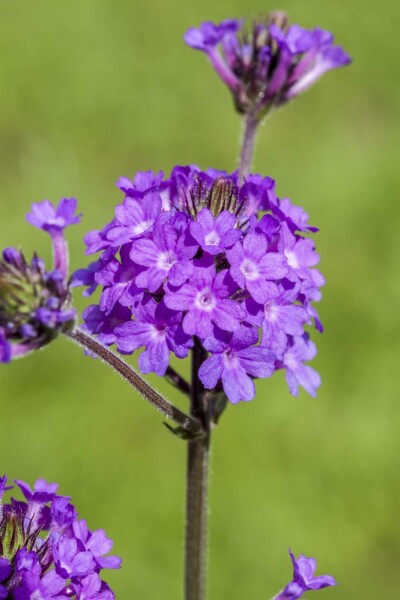 Argentinajernurt Verbena rigida 5-10 potte P9 Verbena rigida