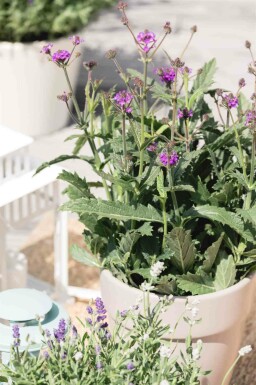 Argentinajernurt Verbena rigida 5-10 potte P9 Verbena rigida