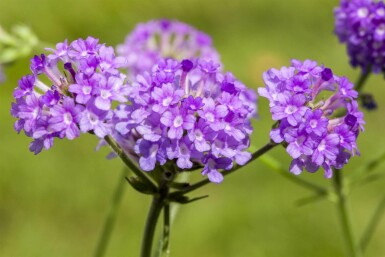 Argentinajernurt Verbena rigida 5-10 potte P9 Verbena rigida