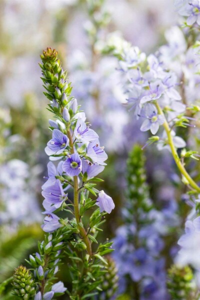 Krybende ærenpris Veronica prostrata 5-10 potte P9 Veronica prostrata