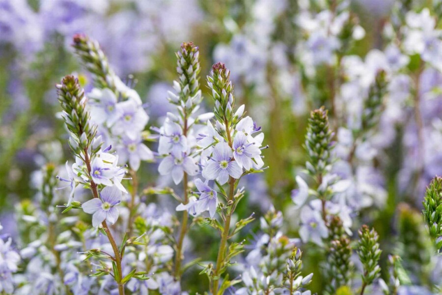 Krybende ærenpris Veronica prostrata 5-10 potte P9 Veronica prostrata