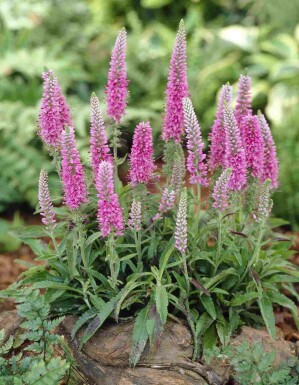 Aksærenpris Veronica spicata 'Heidekind' 5-10 potte P9 Veronica spicata 'Heidekind'
