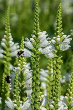 Aksærenpris Veronica spicata 'Icicle' 5-10 potte P9 Veronica spicata 'Icicle'