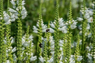Aksærenpris Veronica spicata 'Icicle' 5-10 potte P9 Veronica spicata 'Icicle'