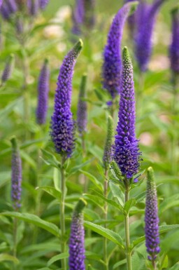 Aksærenpris Veronica spicata 5-10 potte P9 Veronica spicata
