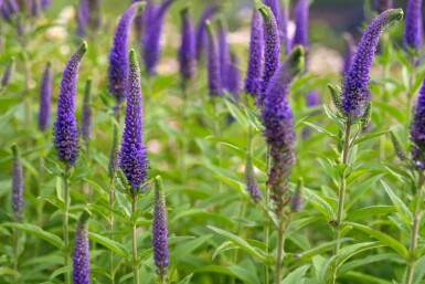 Aksærenpris Veronica spicata 5-10 potte P9 Veronica spicata