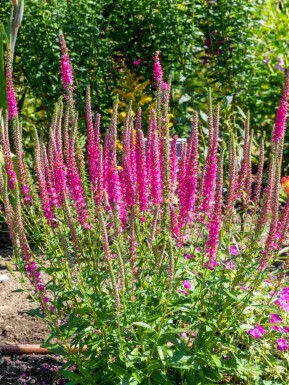 Aksærenpris Veronica spicata 'Rotfuchs' 5-10 potte P9 Veronica spicata 'Rotfuchs'