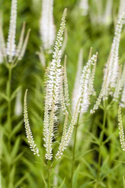Kransveronika Veronicastrum virginicum 'Album' 5-10 potte P9 Veronicastrum virginicum 'Album'