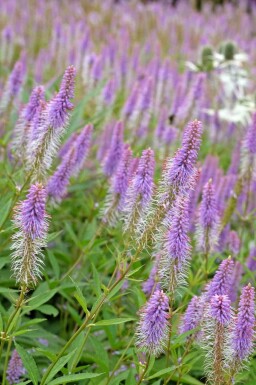 Ærenpris Virginsk Veronicastrum virginicum 'Fascination' 5-10 potte P9 Veronicastrum virginicum 'Fascination'