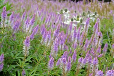 Ærenpris Virginsk Veronicastrum virginicum 'Fascination' 5-10 potte P9 Veronicastrum virginicum 'Fascination'