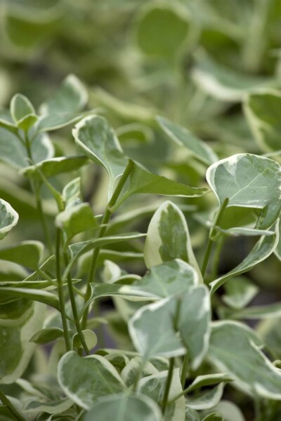 Vintergrøn Vinca major 'Variegata' 5-10 potte P9 Vinca major 'Variegata'