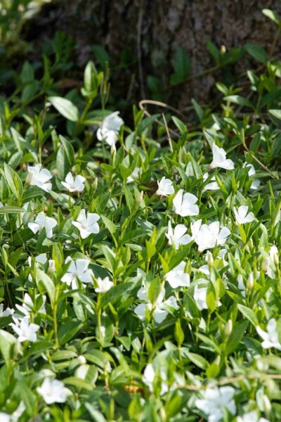 Liden singrøn Vinca minor 'Alba' 5-10 potte P9 Vinca minor 'Alba'